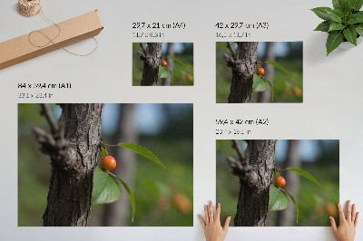 Plagát do izby Oranžové ovocie zelené listy hnedá kôra