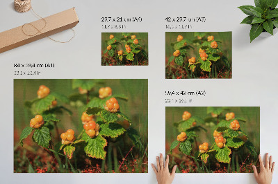 Poster Zelené listy oranžové plody prírodné čaro