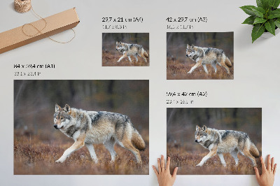 Poster Vlk v pohybe divoká krajina príroda