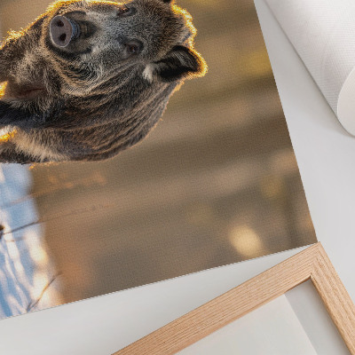 Poster Diviak na zimnom pozadí obklopený slnečným svetlom