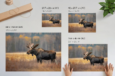 Poster Los jesenná krajina harmónia divokosť príroda