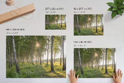 Poster Brezový les slnečné lúče symetria zelená