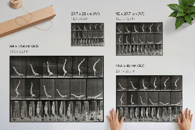 Poster Muž stojaci na rukách z polohy na chrbte. Fototypia podľa Eadwearda Muybridgea, 1887.