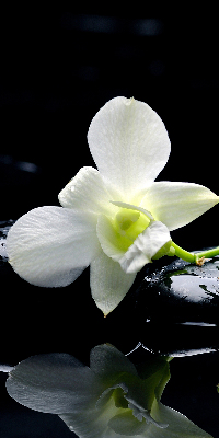 Vnútorná roleta na okno s motívom orchideí a elegantným dizajnom