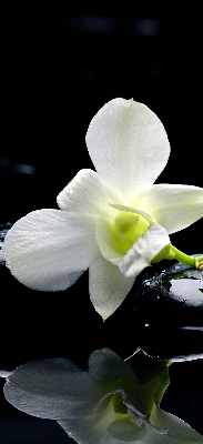 Vnútorná roleta na okno s motívom orchideí a elegantným dizajnom