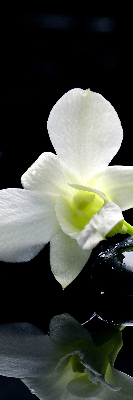 Vnútorná roleta na okno s motívom orchideí a elegantným dizajnom