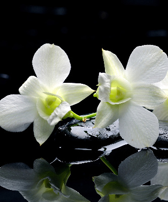 Vnútorná roleta na okno s motívom orchideí a elegantným dizajnom