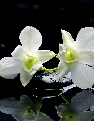 Vnútorná roleta na okno s motívom orchideí a elegantným dizajnom