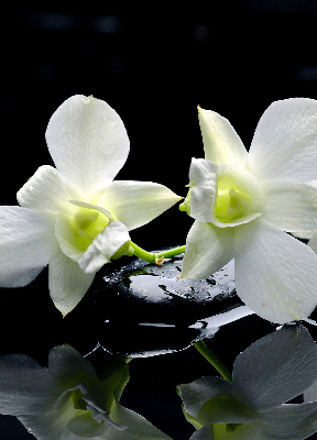 Vnútorná roleta na okno s motívom orchideí a elegantným dizajnom