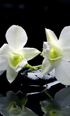Vnútorná roleta na okno s motívom orchideí a elegantným dizajnom
