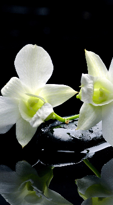 Vnútorná roleta na okno s motívom orchideí a elegantným dizajnom