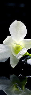 Vnútorná roleta na okno s motívom orchideí a elegantným dizajnom
