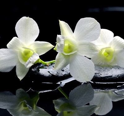 Vnútorná roleta na okno s motívom orchideí a elegantným dizajnom