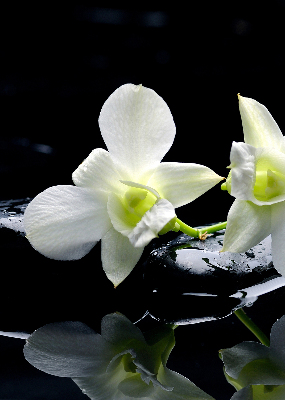 Vnútorná roleta na okno s motívom orchideí a elegantným dizajnom