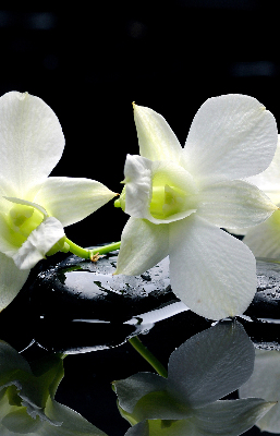 Vnútorná roleta na okno s motívom orchideí a elegantným dizajnom