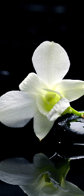Vnútorná roleta na okno s motívom orchideí a elegantným dizajnom