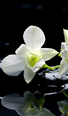 Vnútorná roleta na okno s motívom orchideí a elegantným dizajnom