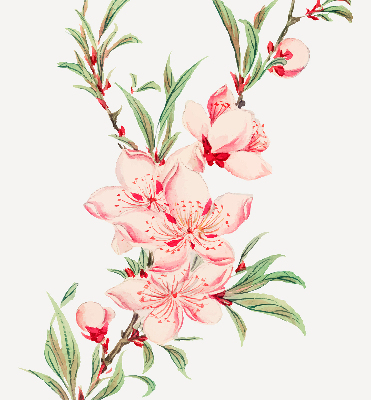 Vnútorná roleta na okno v ružovej farbe s kvetinovým vzorom