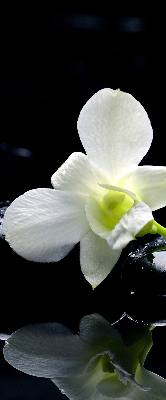 Vnútorná roleta na okno orchidey a elegancia