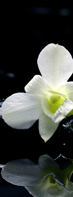 Vnútorná roleta na okno orchidey a elegancia