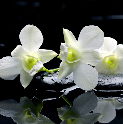 Vnútorná roleta na okno orchidey a elegancia