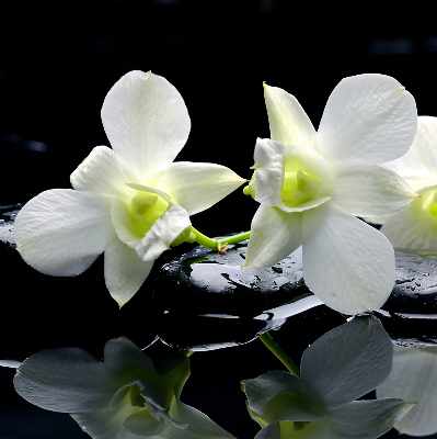 Vnútorná roleta na okno orchidey a elegancia