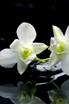 Vnútorná roleta na okno orchidey a elegancia