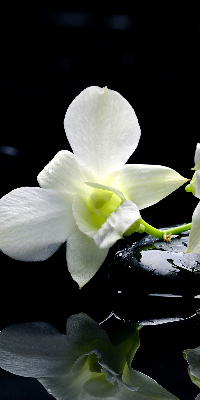Vnútorná roleta na okno orchidey a elegancia