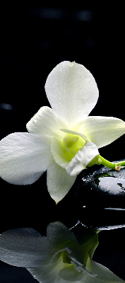 Vnútorná roleta na okno orchidey a elegancia
