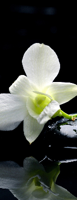 Vnútorná roleta na okno orchidey a elegancia