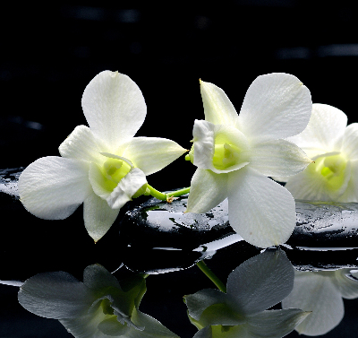 Vnútorná roleta na okno orchidey a elegancia