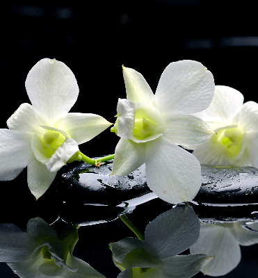 Vnútorná roleta na okno orchidey a elegancia
