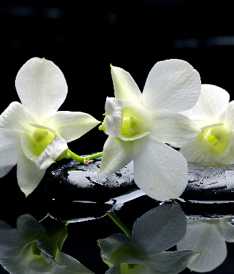 Vnútorná roleta na okno orchidey a elegancia