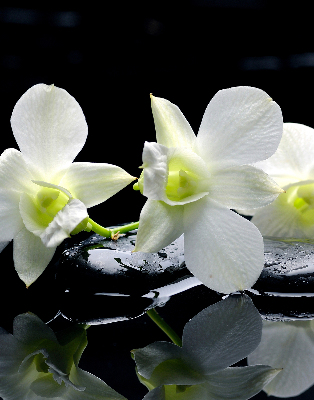 Vnútorná roleta na okno orchidey a elegancia