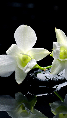 Vnútorná roleta na okno orchidey a elegancia