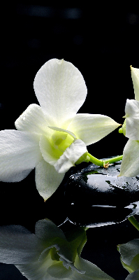 Vnútorná roleta na okno orchidey a elegancia