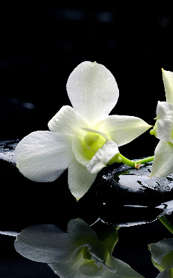 Vnútorná roleta na okno orchidey a elegancia