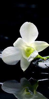 Vnútorná roleta na okno orchidey a elegancia