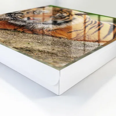 Skrinka na kľúče Tiger odpočíva