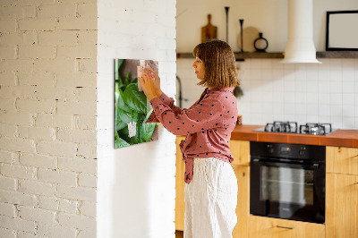 Tabuľa na stenu do kuchyne Listy bazalky
