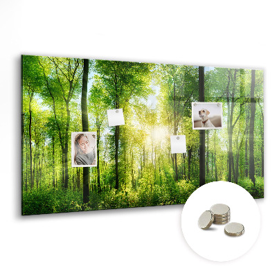 Magnetická tabuľa do kuchyne Prírodné lesné stromy