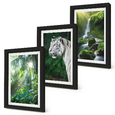 Džungľa s bielym tigrom a divokým vodopádom triptych v ráme