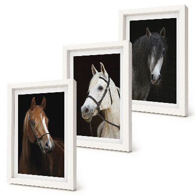 Triptych v ráme Portréty koní v rôznych odtieňoch srsti