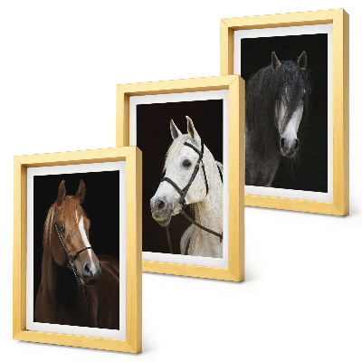 Triptych v ráme Portréty koní v rôznych odtieňoch srsti