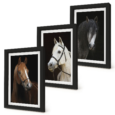 Triptych v ráme Portréty koní v rôznych odtieňoch srsti