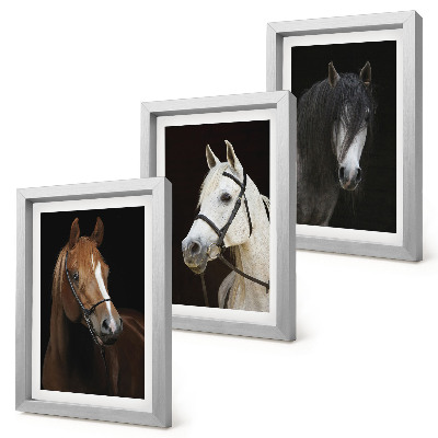 Triptych v ráme Portréty koní v rôznych odtieňoch srsti