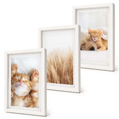 Triptych v ráme Roztomilé zvieratá mačky psy jemná tráva boho