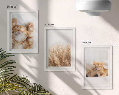 Triptych v ráme Roztomilé zvieratá mačky psy jemná tráva boho