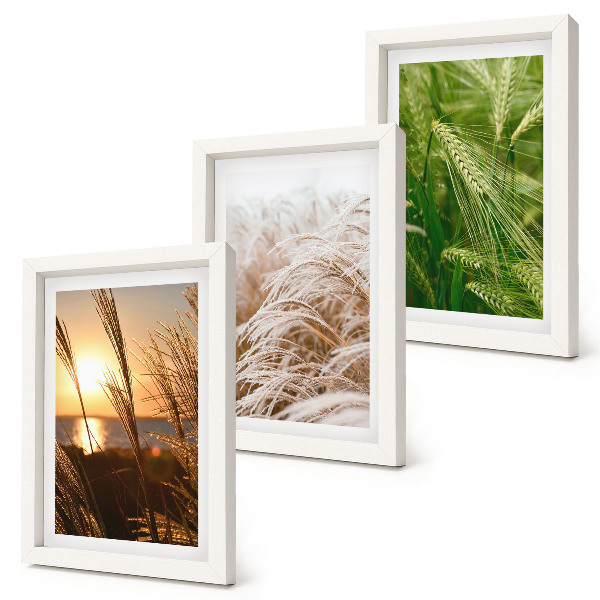 Triptych v ráme Rôzne druhy trávy, farebná príroda