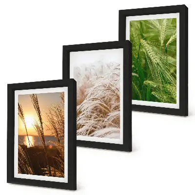 Triptych v ráme rôzne druhy trávy a farebná príroda